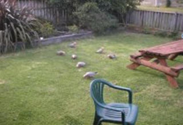 Apollo Bay Backpackers Lodge エクステリア 写真